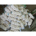 Chinese jinxiang pure normal general white fresh garlic